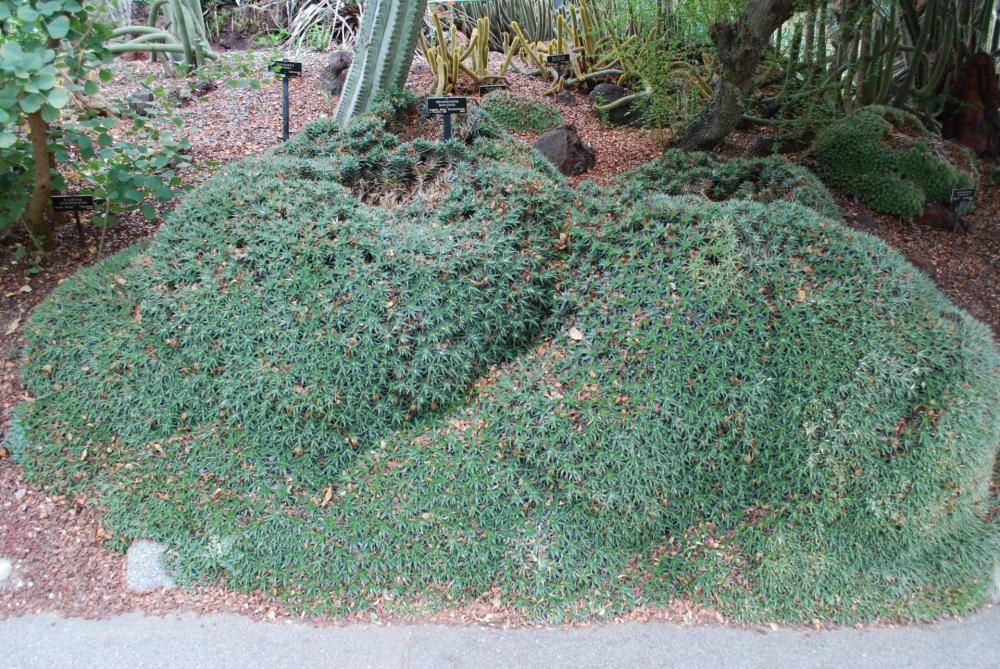 Deuterocohnia brevifolia huge again.jpg