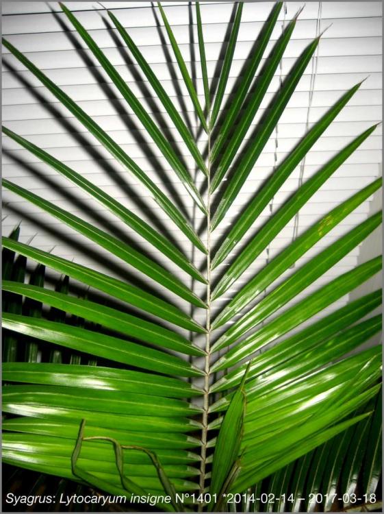 58cd5649dbe19_N14012017-03-18IMG_9165.th