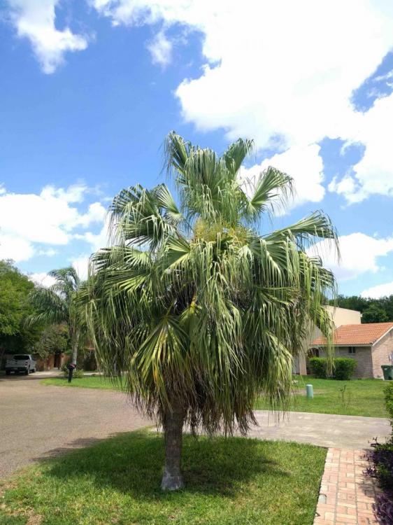 palm habit 1.jpg