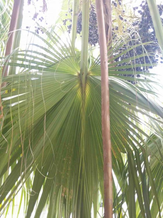 palm leaf inferior.jpg