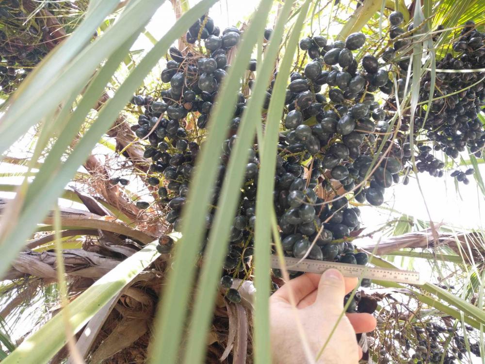 palm drupe cluster 1.jpg