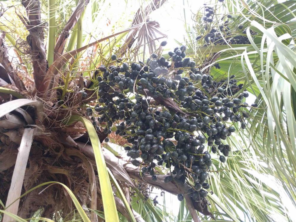 palm drupe cluster 2.jpg