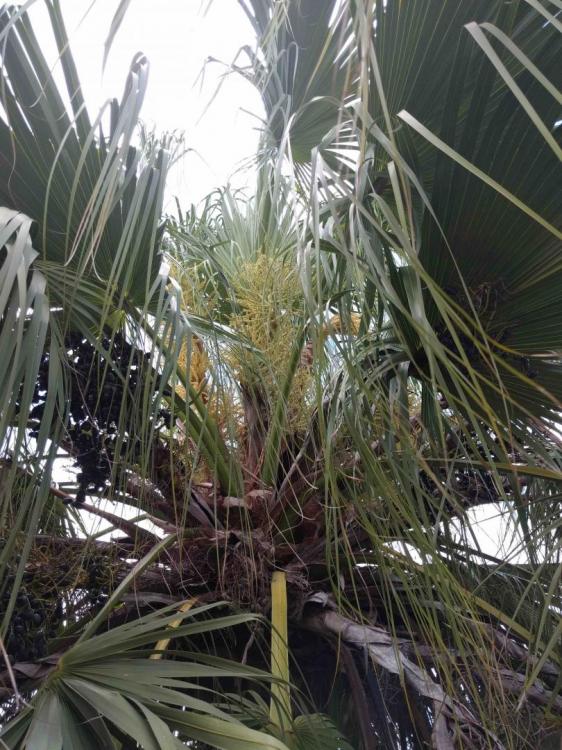 palm inflorescence 1.jpg