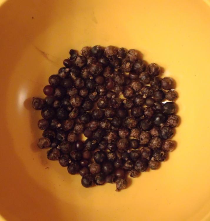 Sabal palmetto Lisa seeds for sale