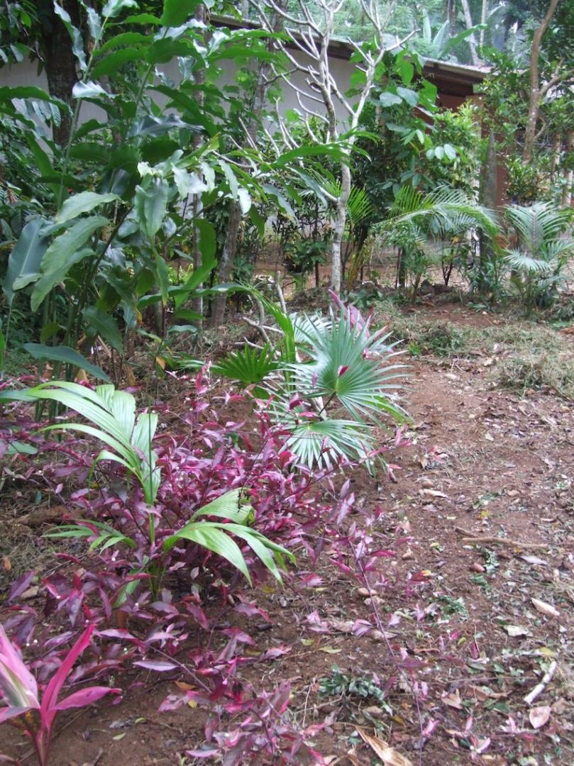Your First Time Germinating a Palm?