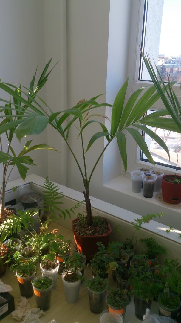Please help to ID a palm