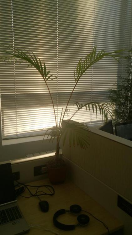 DSC_4268.thumb.JPG.f4952004dfe3b9e11e1a0