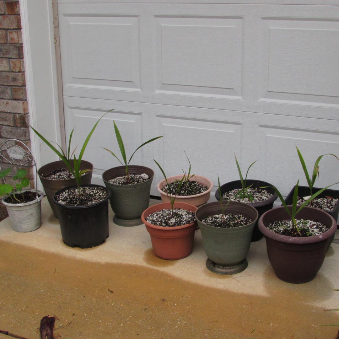 Opal's Palm Digs 2017