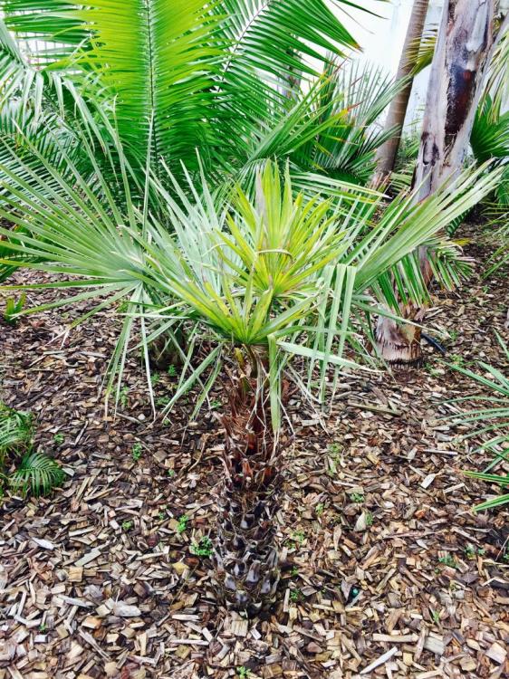 IMG_9553.thumb.JPG.8d64bd2c1ae18f6a48480