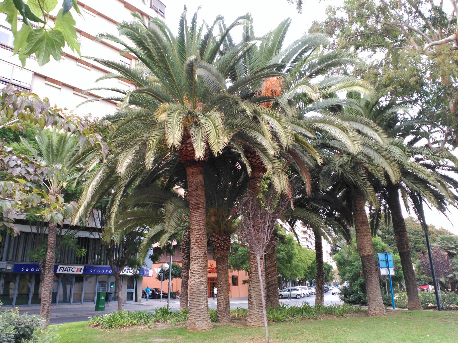 Alicante Palms