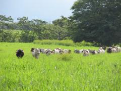 Some Brahman bulls