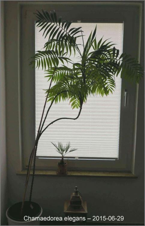 58e80f2f813de_Chamaedoreaelegans2015-06-