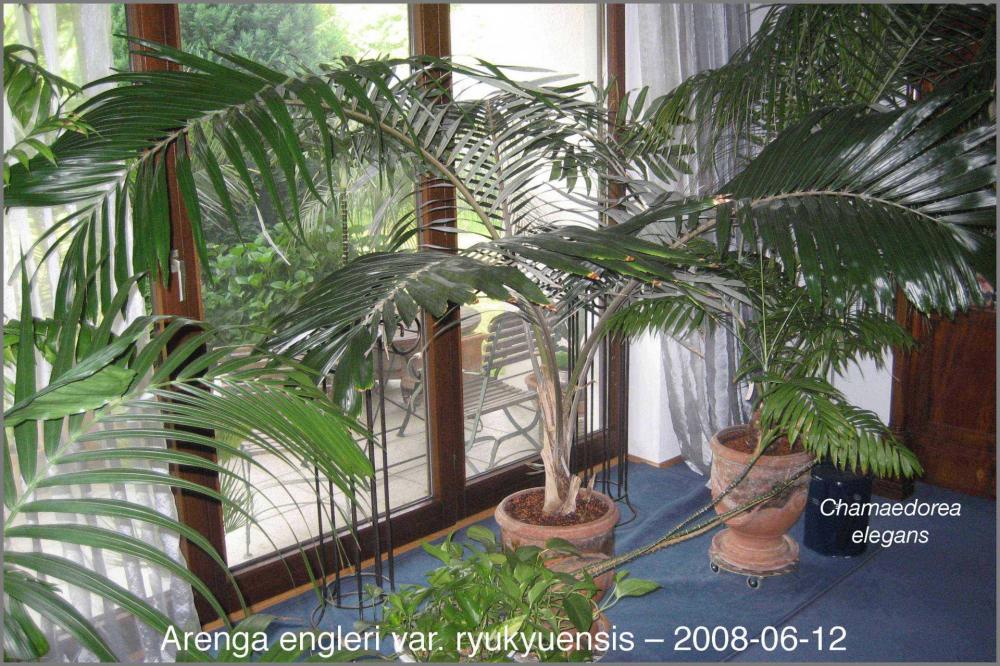 58e8d211d0a9b_Chamaedoreaelegans2008-06-