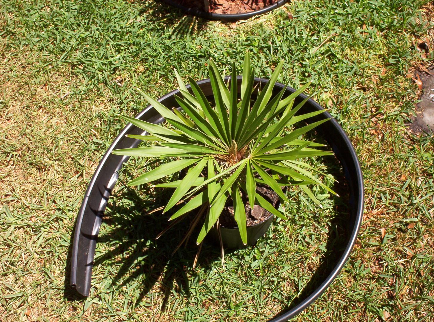 Coccothrinax borhidiana in Zone 9a Dare me?
