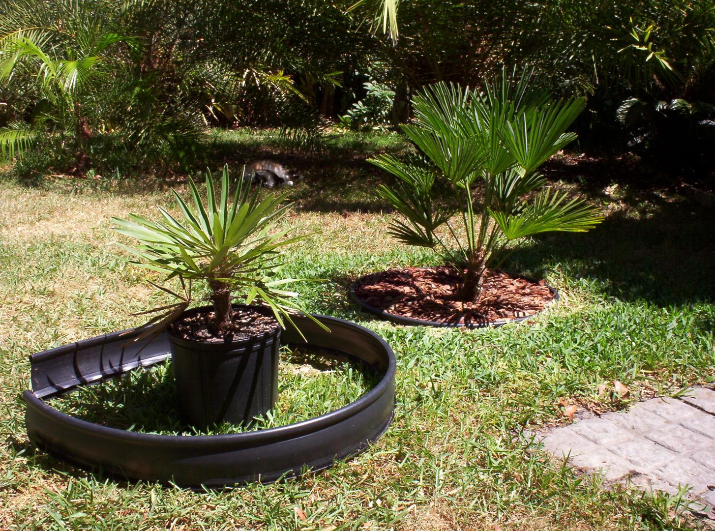 Coccothrinax borhidiana in Zone 9a Dare me? DISCUSSING PALM TREES