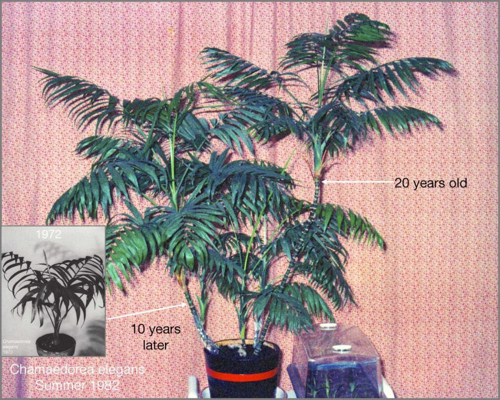 58eb6100d4d04_Chamaedoreaelegans82N07-01