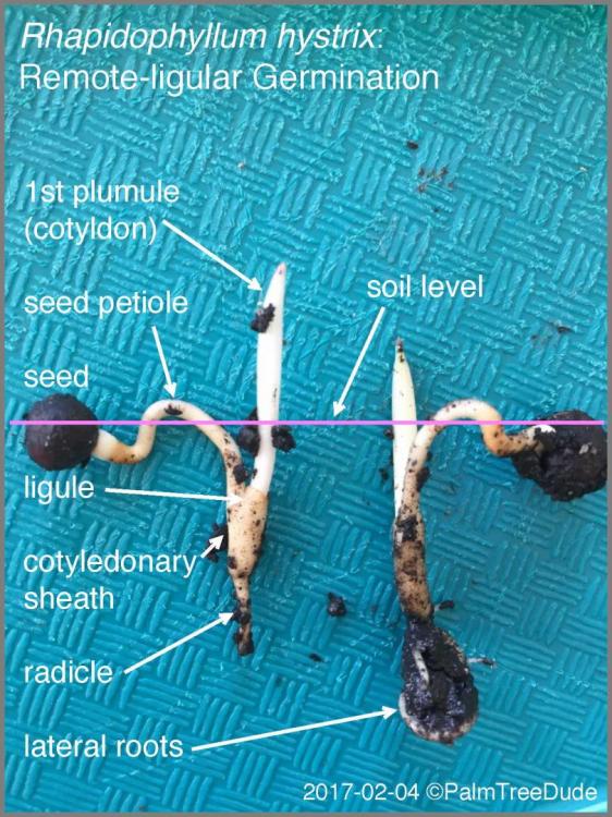 58ee38b951eb9_RhapidophyllumhystrixIMG_2