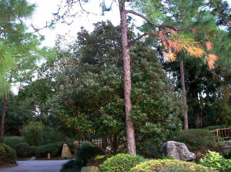 58ee60d18e33f_29.JapaneseLaurelTree.jpg.