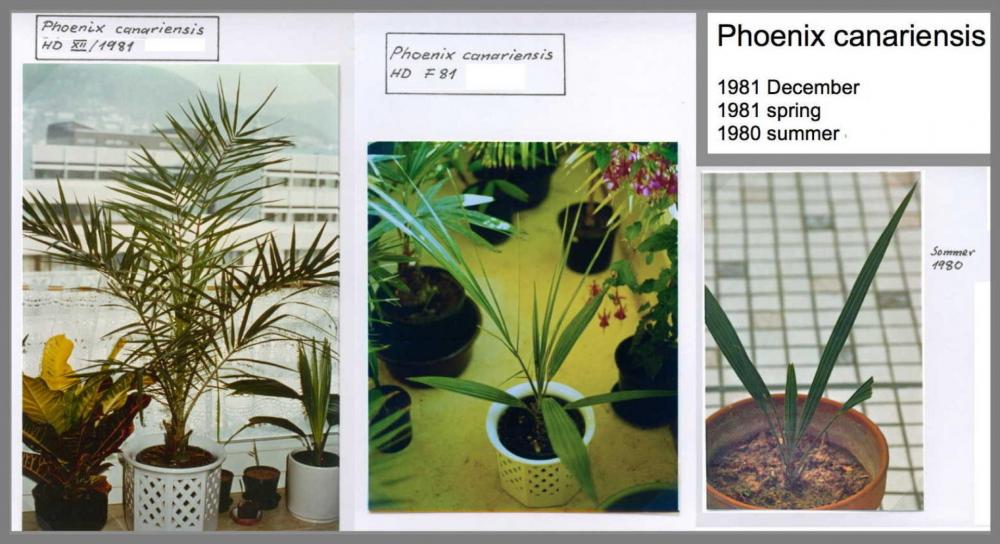 58fe33f78e7da_Phoenixcanariensis198081.t