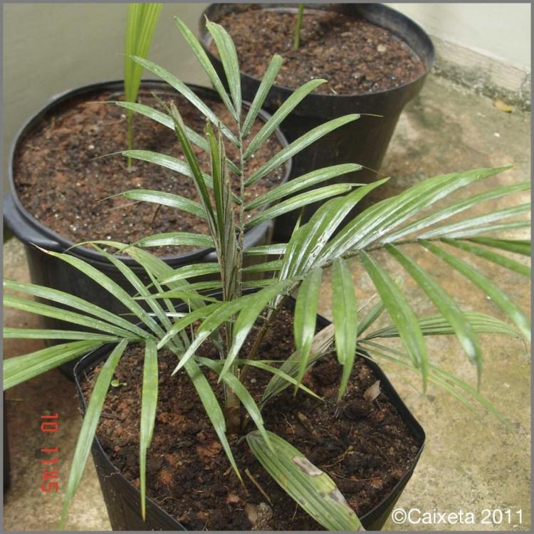 5901e130602b7_Lytocaryum2011Caixeta5900.