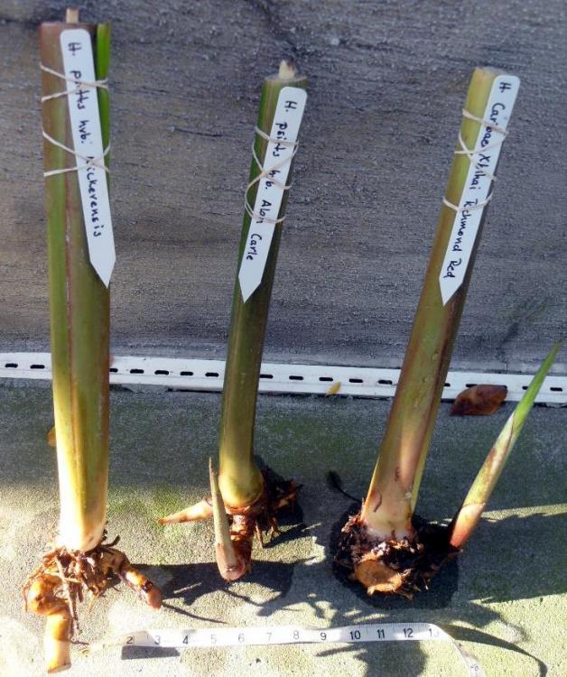HawaiianHeliconia.jpg