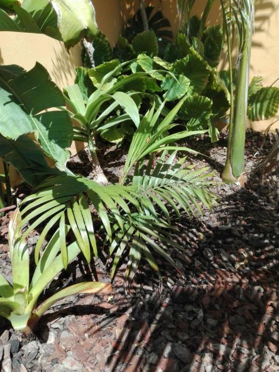 IMG-20170430-WA0005.thumb.jpg.be77fee438