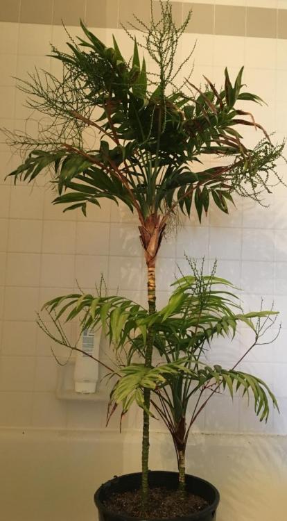 IMG_0525.thumb.JPG.bf61332d3357adf02afdd