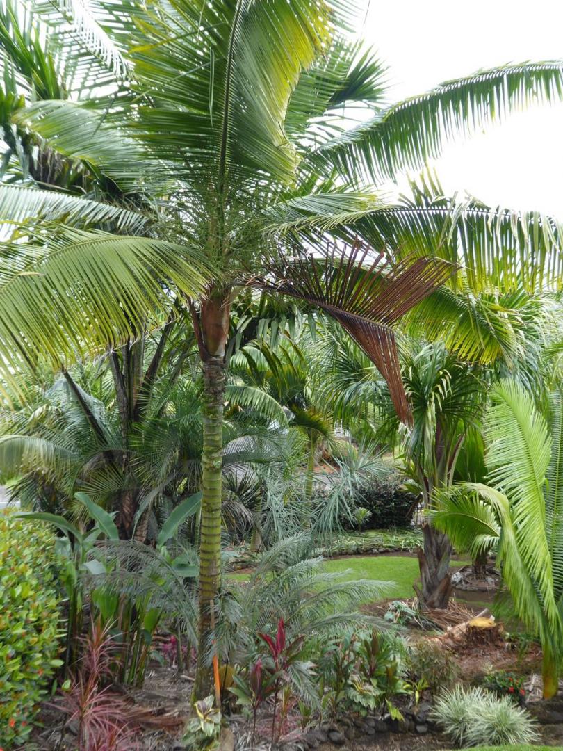 Relocate Dypsis leptocheilos? DISCUSSING PALM TREES WORLDWIDE PalmTalk