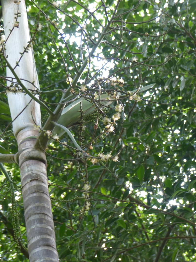 Normambya blooming in Thabit's garden