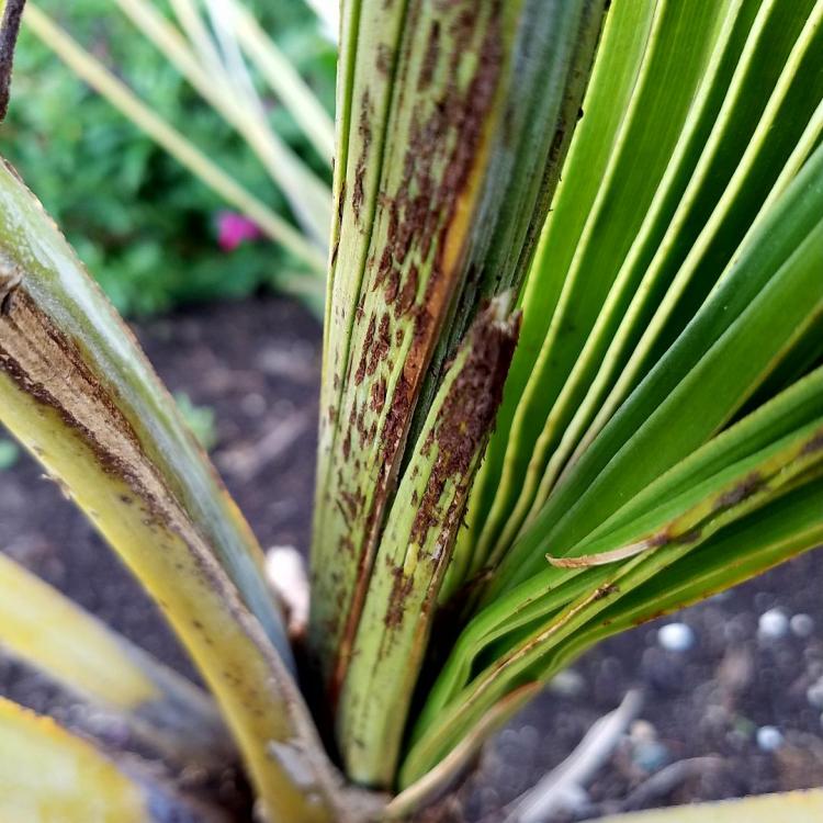 20170503_191531.thumb.jpg.df3945fbf0d9f4