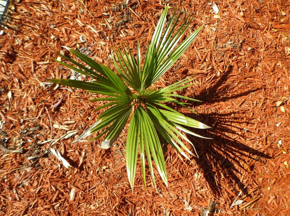 590fa21c1cee1_Coperniciaberteroana.thumb