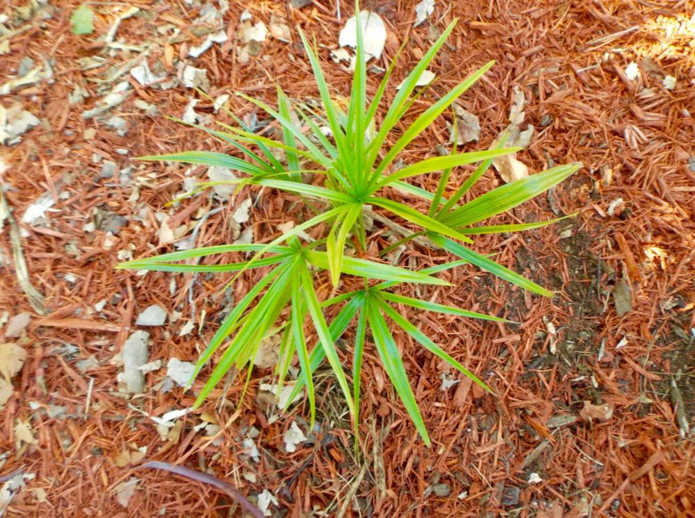 590fa430abacd_Livistonabenthamii.thumb.j