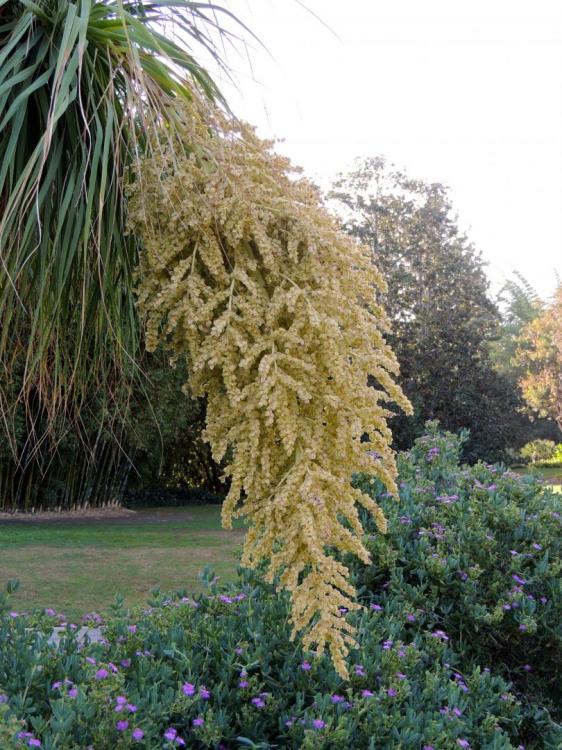 Beaucarnea recurvata flowers hanging.jpg