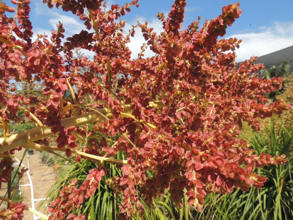 Beaucarnea recurvata seeds.jpg