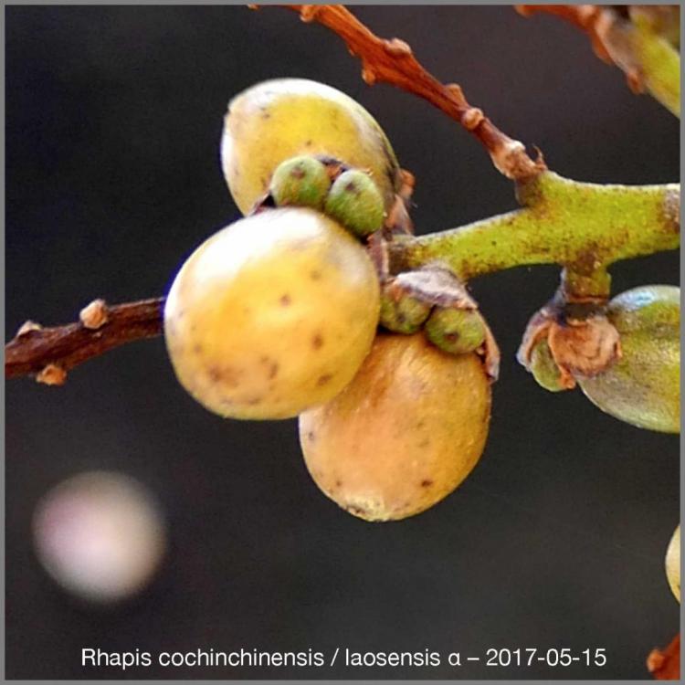 5919dd4ad2106_RhapisspaFruits2017-05-15P