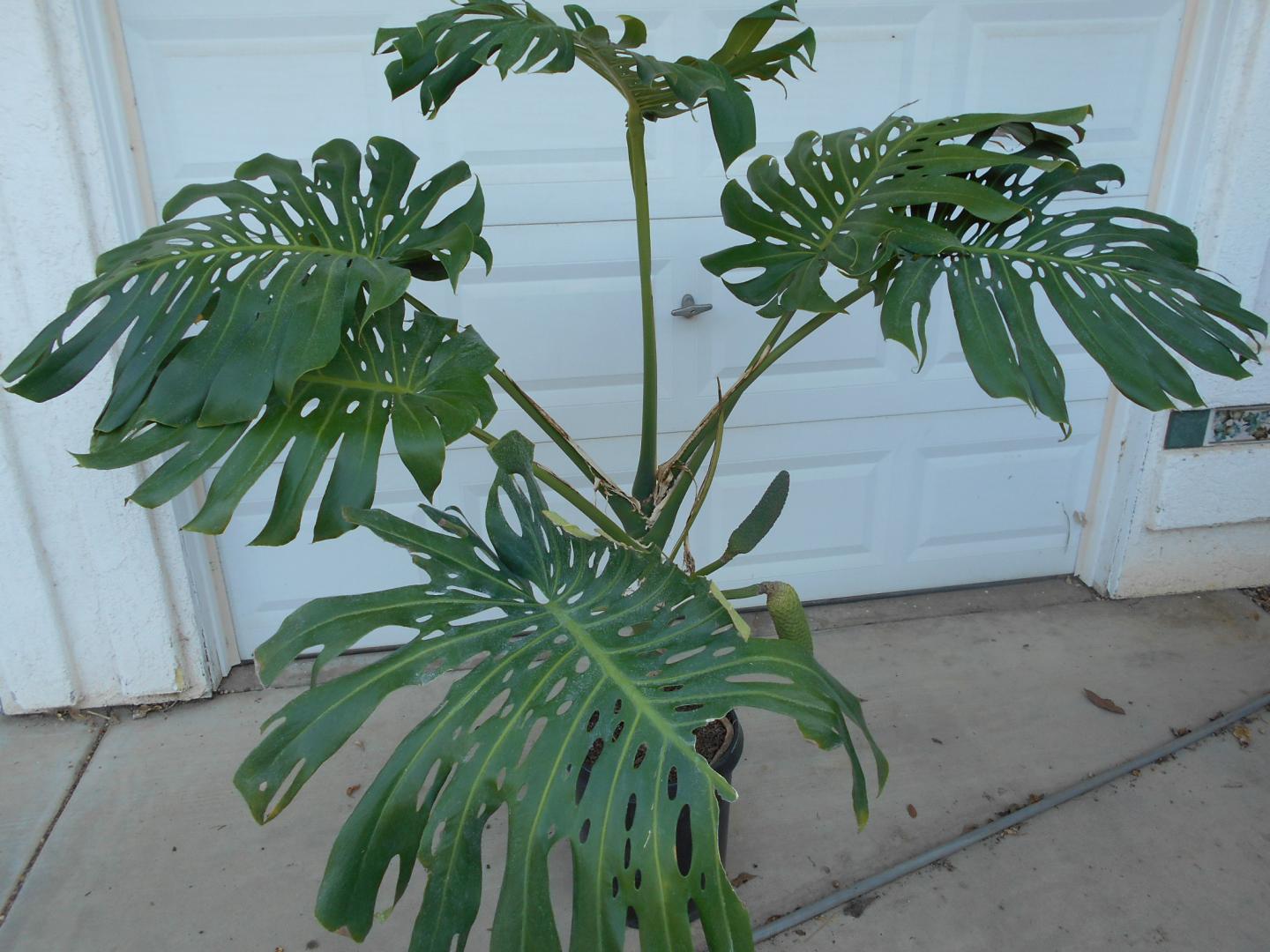 PALM AND CYCAD SALE