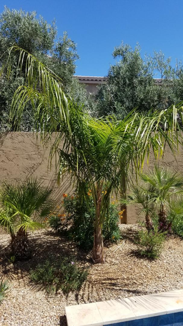 Syagrus species for Phoenix, Arizona
