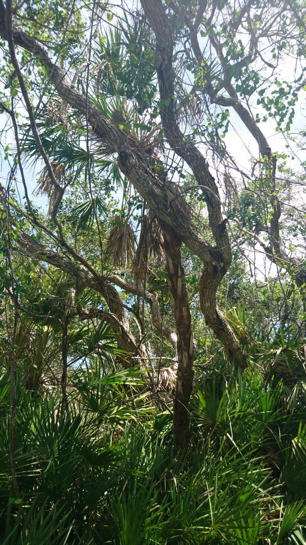 tallest Serenoa repens I have ever seen-15ft
