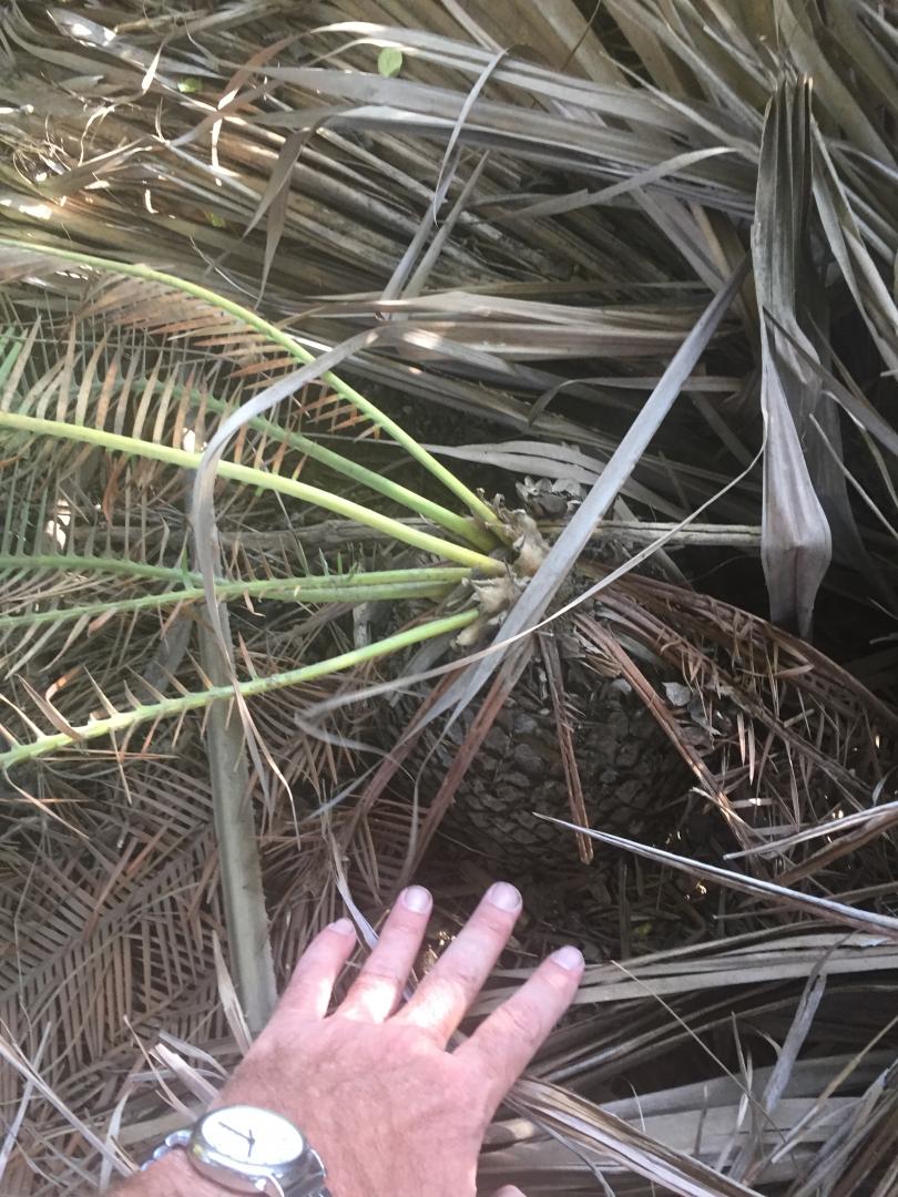 Digging a Dioon- easy, hard or ?