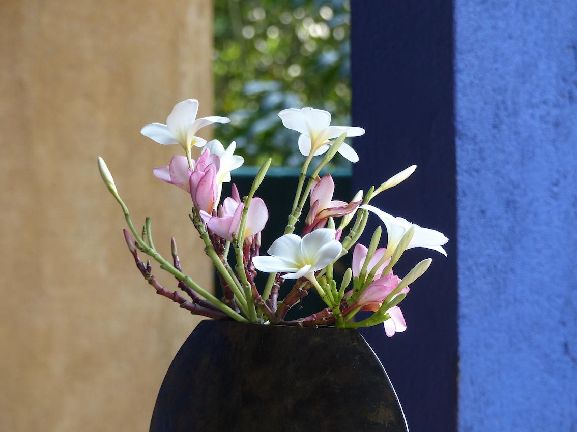 Plumeria of Doranakanda gardens