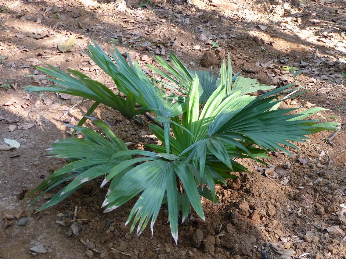 Kerriodoxa elegans in Puwakwatta
