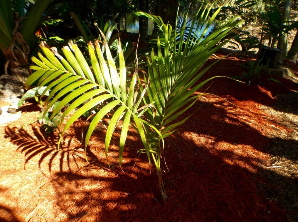 Satakentia.thumb.jpg.675e67960edf07ab4e4