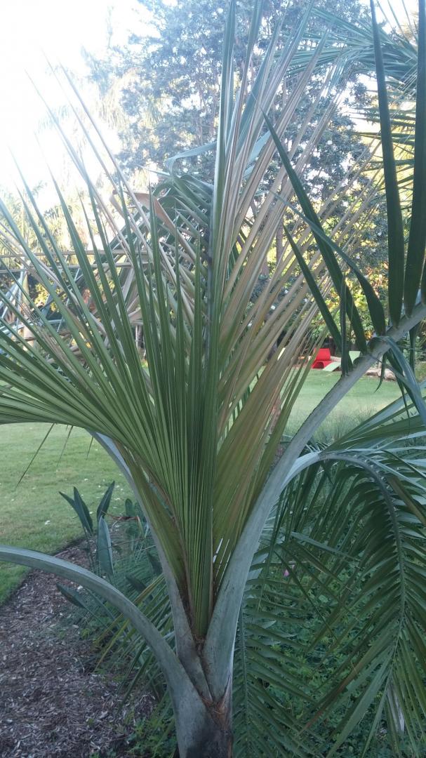 Sargentii at MBBG. Is it bucked or can it be saved?