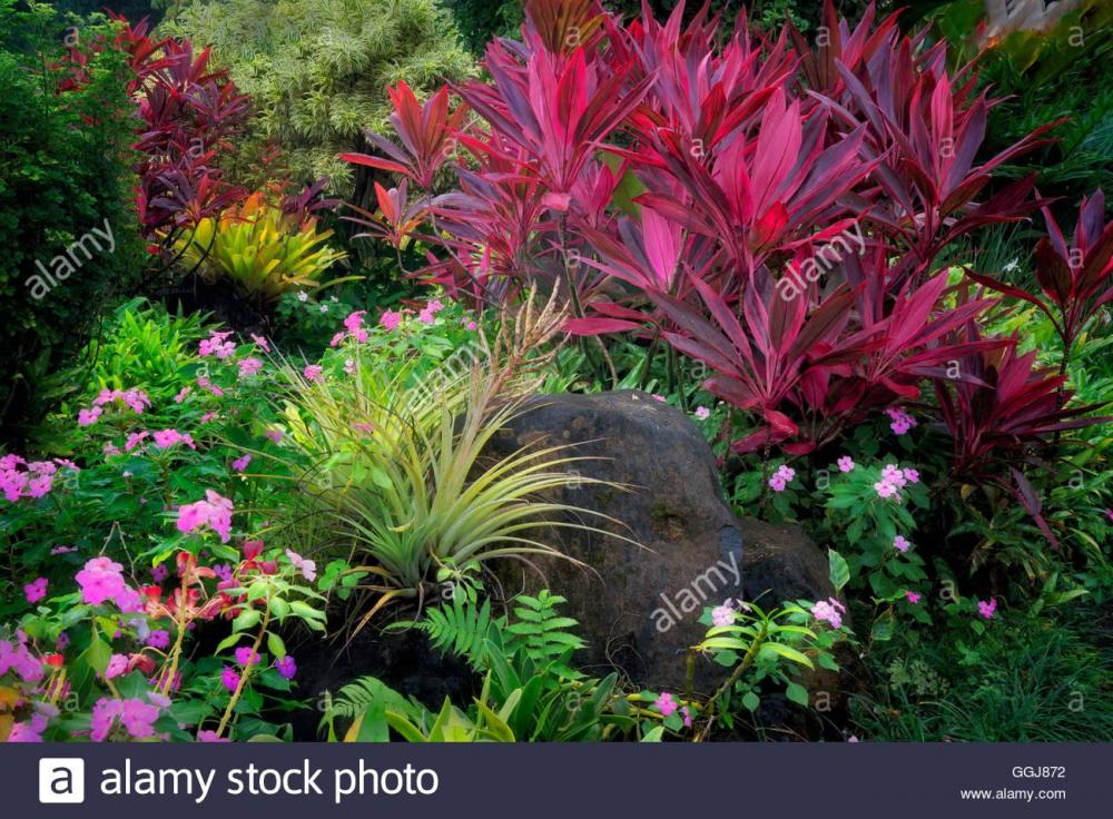 red-ti-plant-cordyline-fruticosa-and-pink-impatiens-flowers-with-bromelliad-GGJ872.jpg