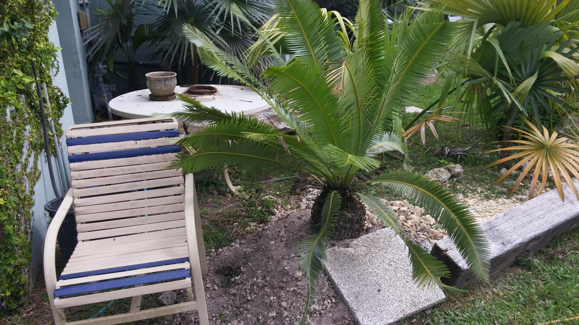 Dioon edule which variant??