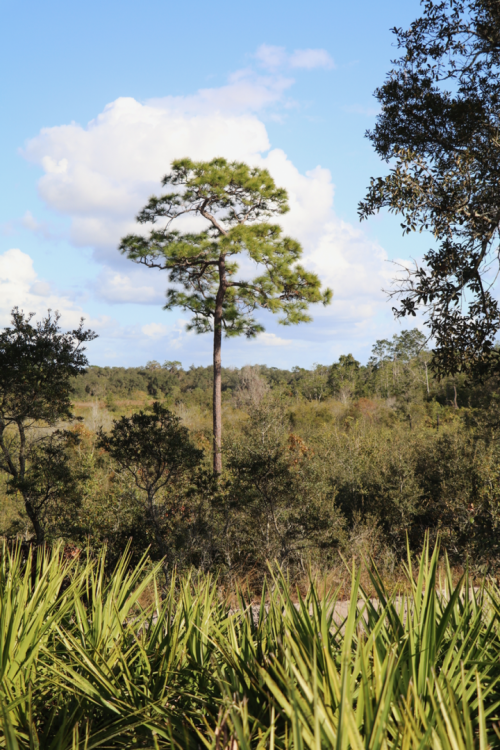 Longleaf Pine & Saw Palmetto - 1.png