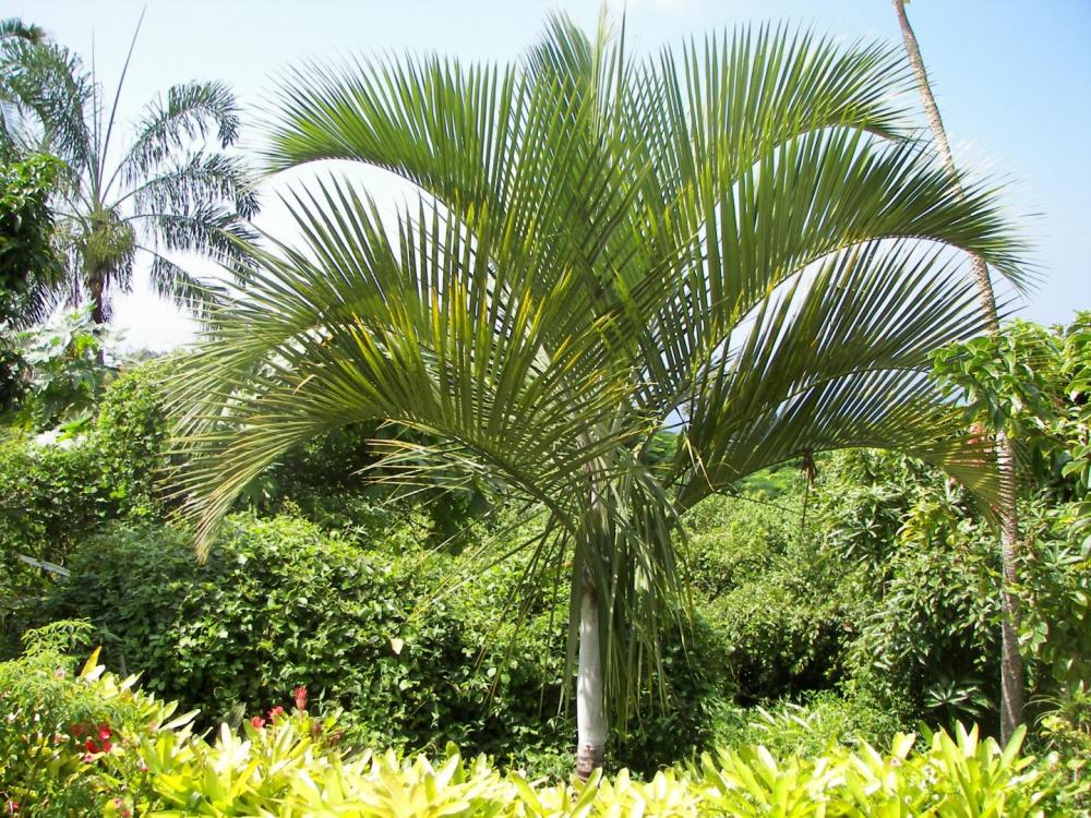 Dypsis Saint Lucei, 10-'16 (1).JPG