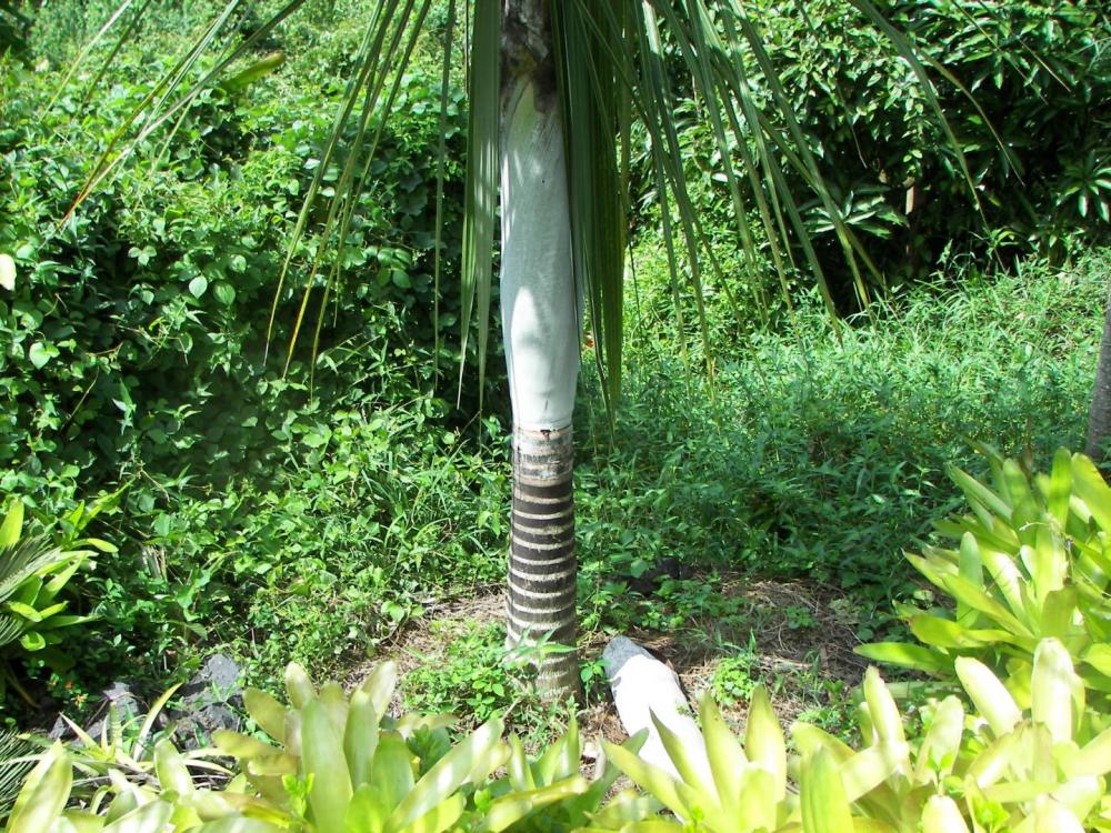 Dypsis Saint Lucei, 10-'16 (2).JPG