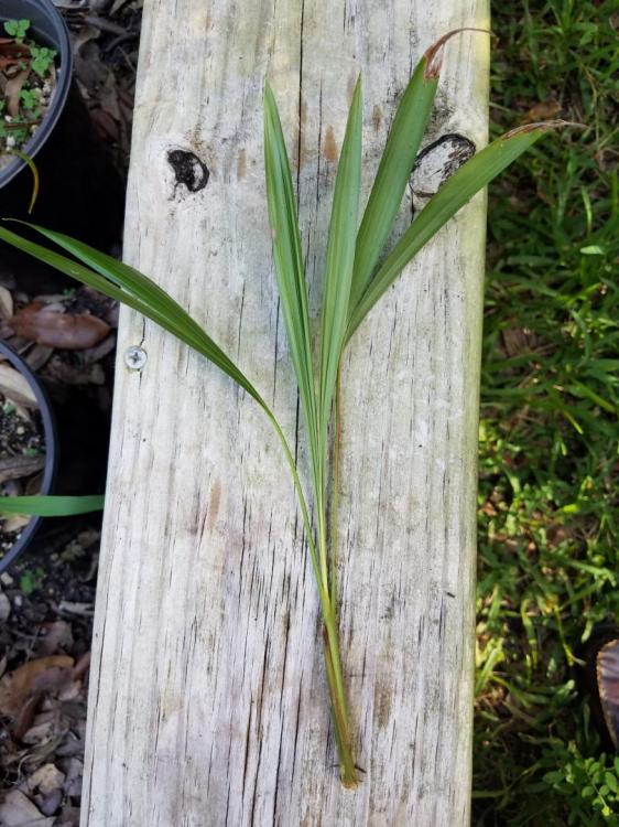 D. Lutescens Seedling.jpg