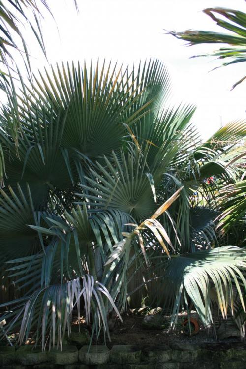 Copernicia hospita X Copernicia cowellii 1.JPG